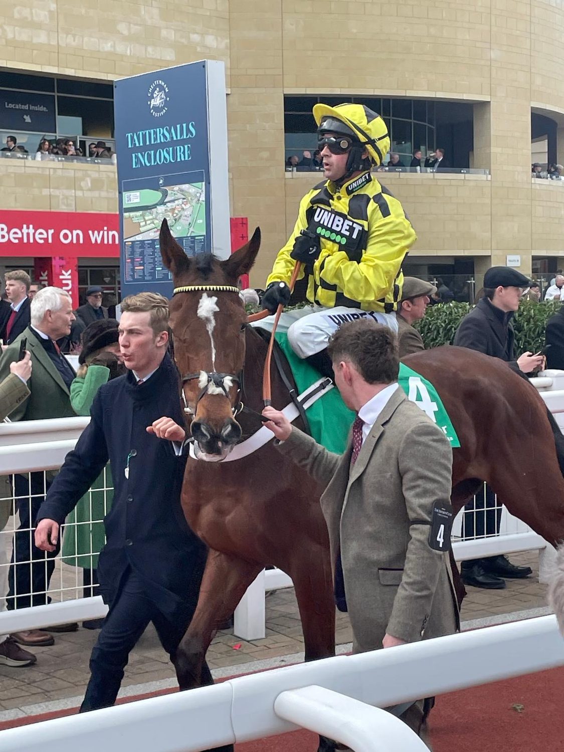 A runner and jockey in the parade before a race at Cheltenham